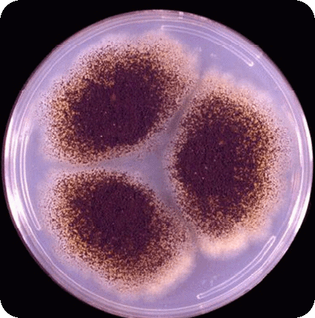 Aspergillus niger vega test warszawa