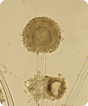 vega-test Aspergillus Flavus