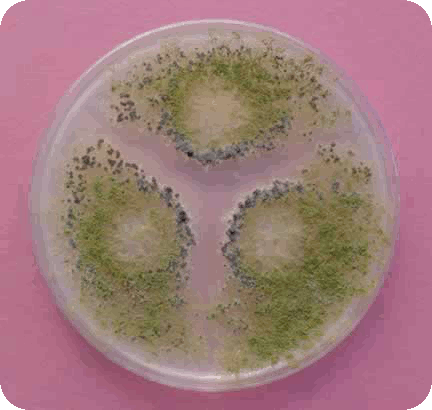 Aspergillus Flavus vega test warszawa