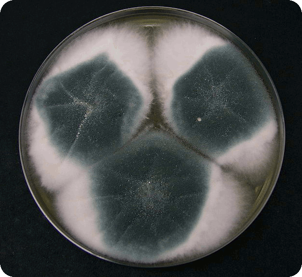 Aspergillus  Fumigatus vega test warszawa Aspergillus  Fumigatus