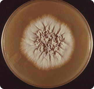 Trichophyton vaga test warszawa